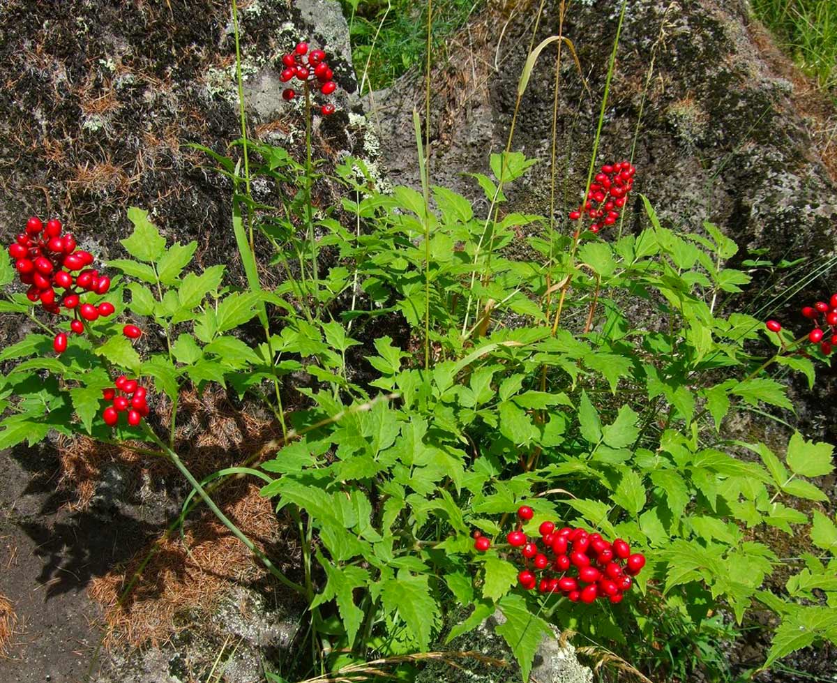 . Воронец красноплодный. Actaea erythrocarpa